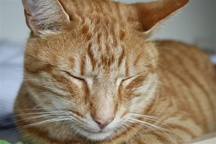 Blanding af racer Tarzan - zzz billede 7