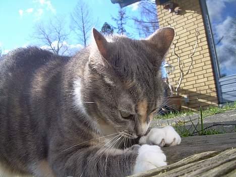 Blanding af racer Kia - uhh, lige hva jeg trængte til billede 4