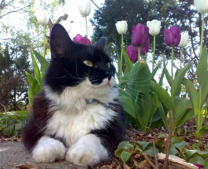 Blanding af racer - Walther billede 1