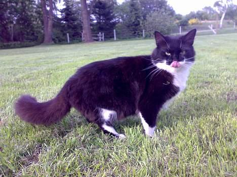 Blanding af racer - Walther billede 3