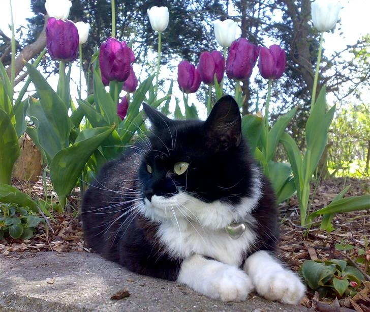 Blanding af racer - Walther billede 4