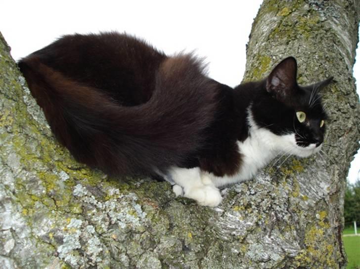 Blanding af racer - Walther billede 5