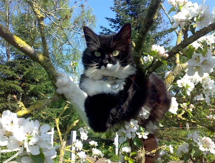 Blanding af racer - Walther billede 7