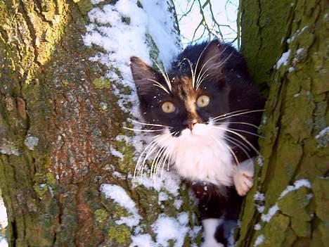 Blanding af racer - Walther billede 9