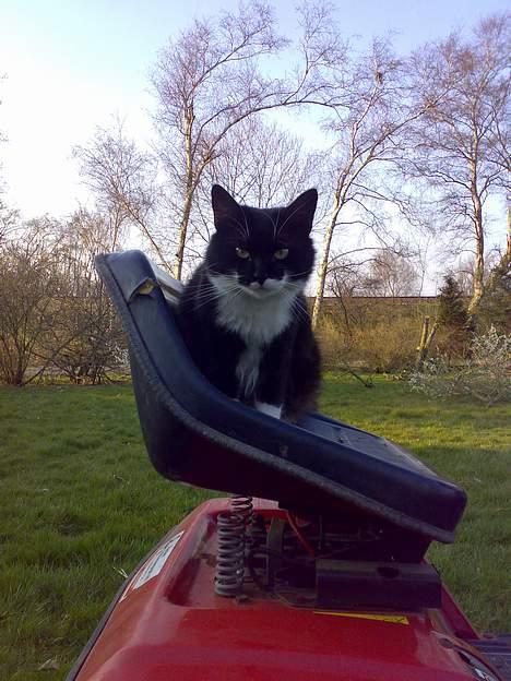 Blanding af racer - Walther billede 11