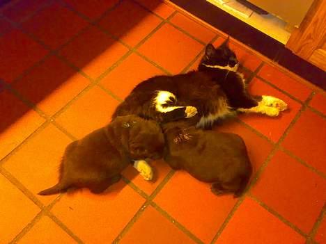 Blanding af racer - Walther billede 12