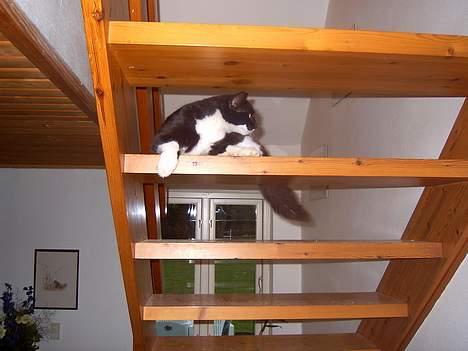 Blanding af racer - Walther billede 14