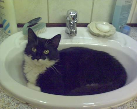 Blanding af racer - Walther billede 16