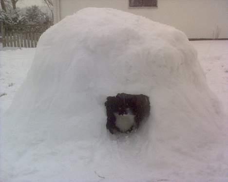 Blanding af racer - Walther billede 18