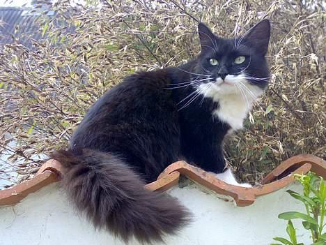 Blanding af racer - Walther billede 19