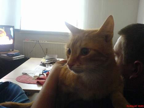 Huskat Mikkel(solgt) billede 11