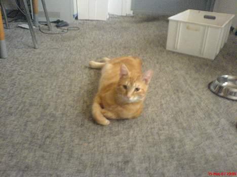 Huskat Mikkel(solgt) billede 12