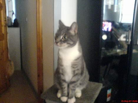 Huskat Mickey(solgt) billede 10