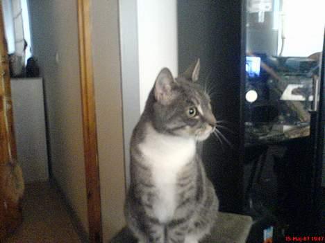 Huskat Mickey(solgt) billede 11