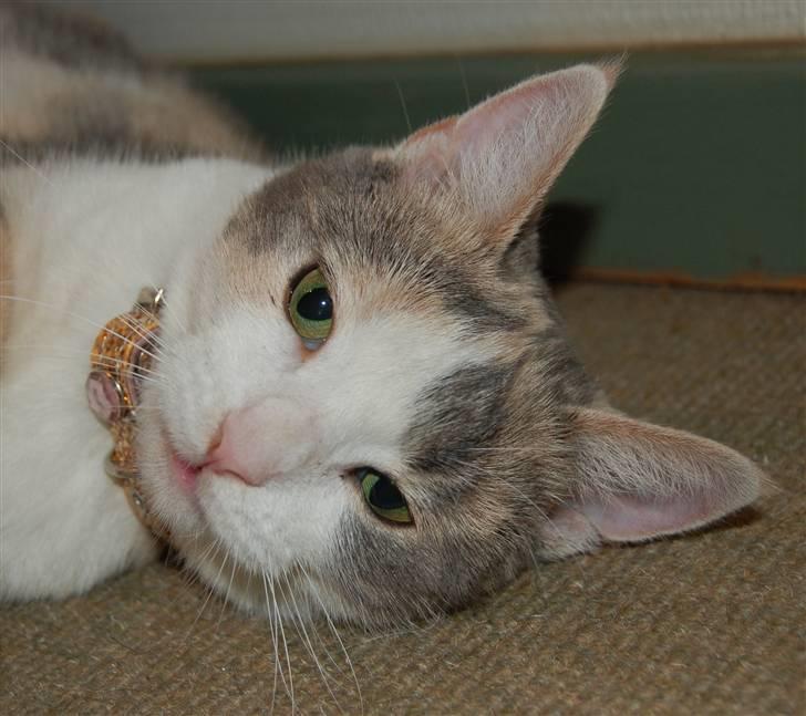 Blanding af racer - Solvej billede 1