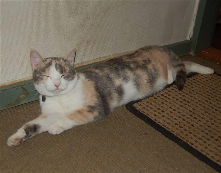 Blanding af racer - Solvej billede 3