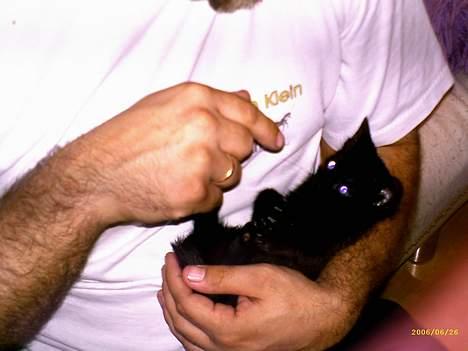 Blanding af racer Mollie billede 12