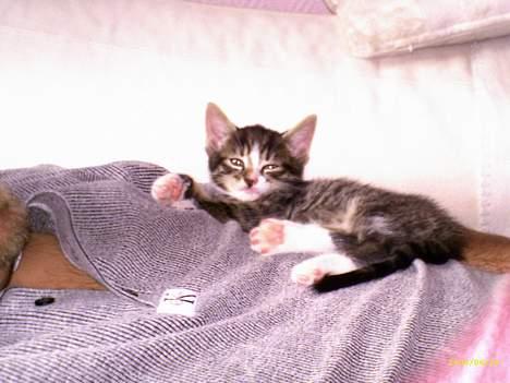 Blanding af racer Mickey billede 12