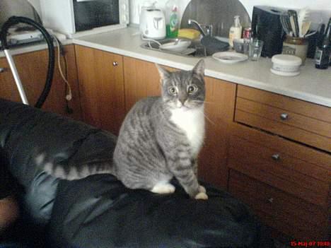 Huskat Mickey(solgt) billede 12