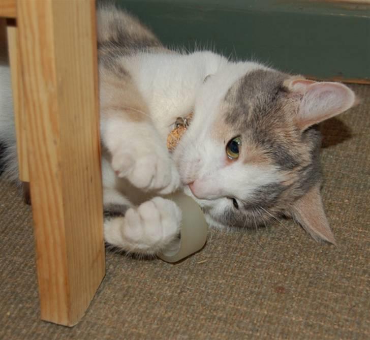 Blanding af racer - Solvej billede 8