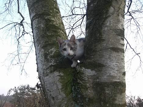 Blanding af racer - Solvej billede 9