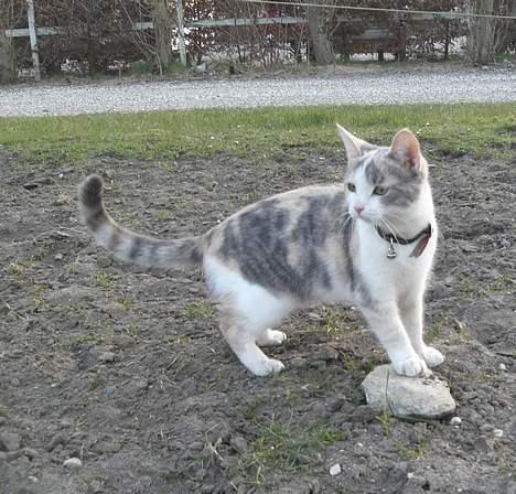 Blanding af racer - Solvej billede 13