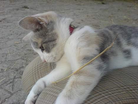 Blanding af racer - Solvej billede 14