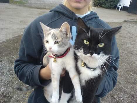 Blanding af racer - Solvej billede 15