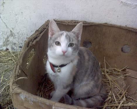 Blanding af racer - Solvej billede 20