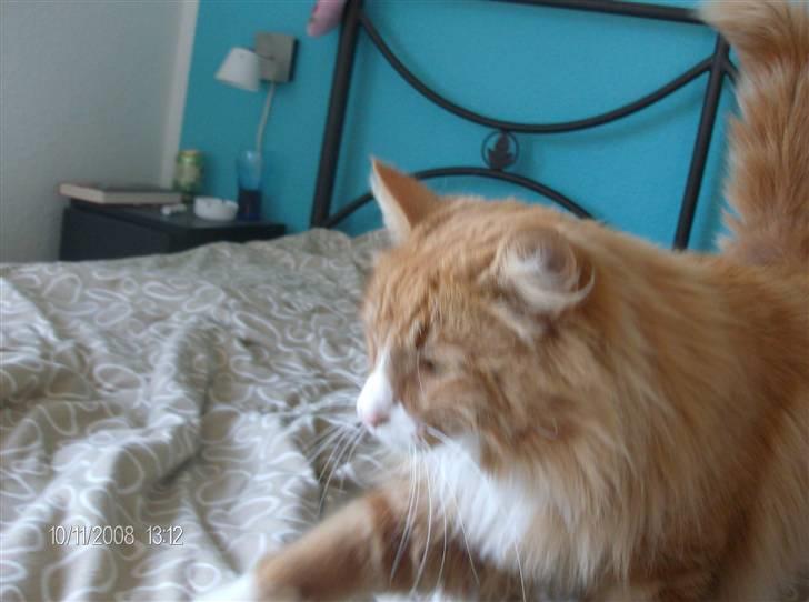 Norsk Skovkat Felix billede 13