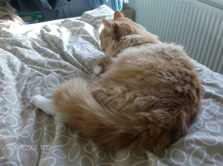 Norsk Skovkat Felix billede 14