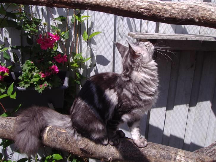 Maine Coon Coon Danica's Tomb Raider - 28-6-07 billede 13