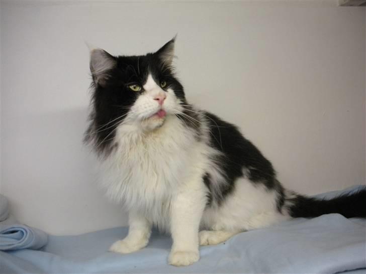 Maine Coon Løvehulen's Bandit - 3-9-09 billede 19