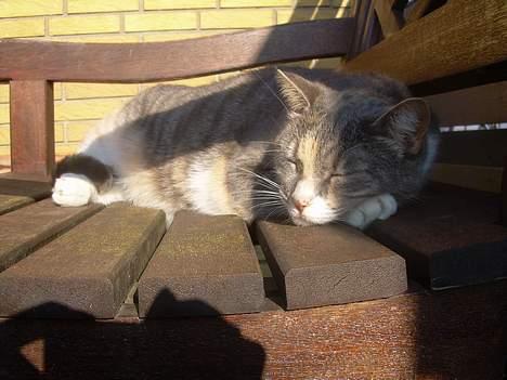 Blanding af racer Kia - zzz billede 9