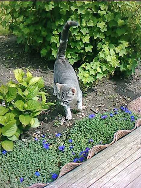 Blanding af racer Vodka billede 13