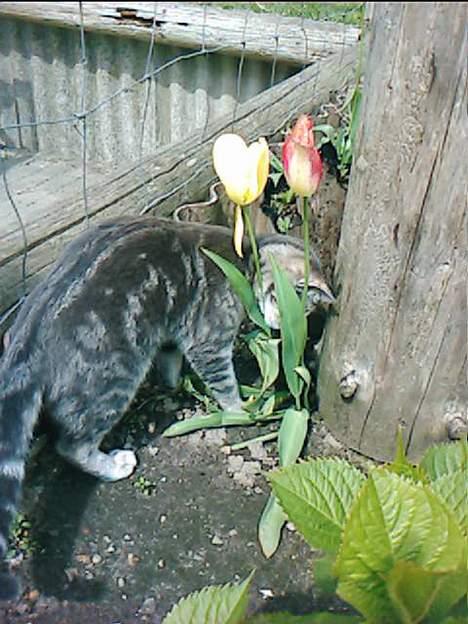 Blanding af racer Vodka billede 14