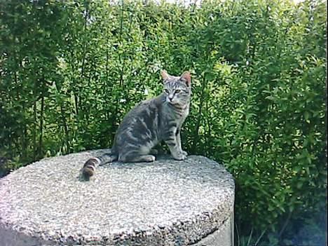 Blanding af racer Vodka billede 15