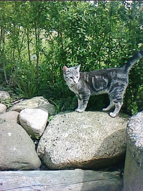 Blanding af racer Vodka billede 16