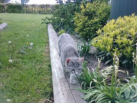 Blanding af racer Vodka billede 17