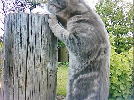 Blanding af racer Vodka billede 18