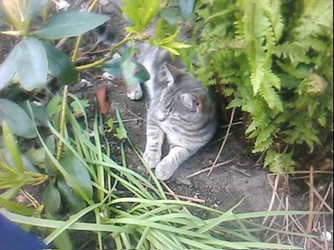 Blanding af racer Vodka billede 19