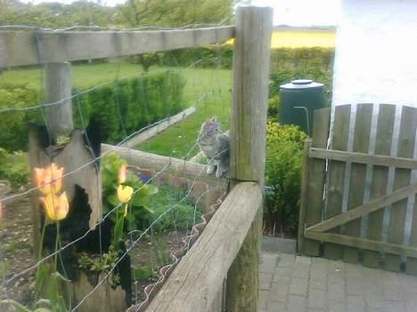 Blanding af racer Vodka billede 20