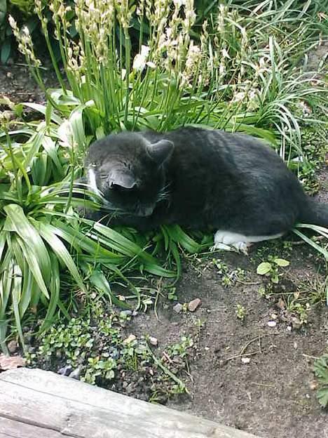 Blanding af racer Smirnoff billede 8