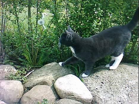 Blanding af racer Smirnoff billede 9