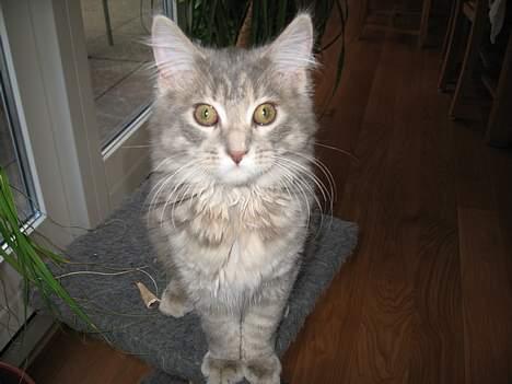 Maine Coon Miss Daisy - Daisy<3 Nyt billede 18