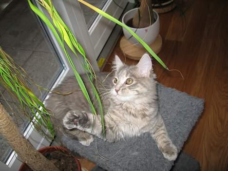 Maine Coon Miss Daisy billede 19