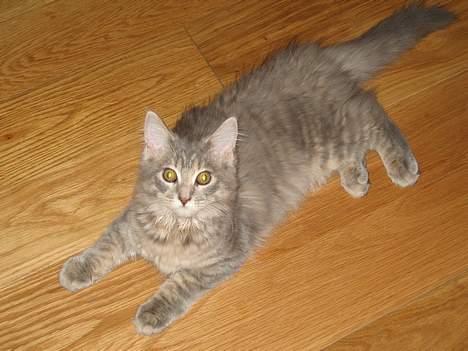 Maine Coon Miss Daisy billede 20