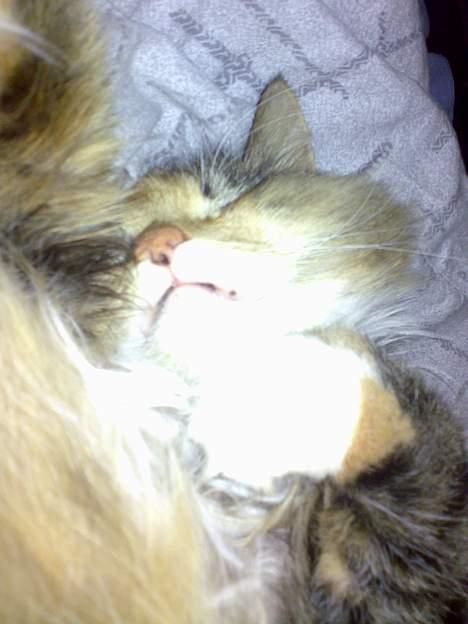 Norsk Skovkat Roxy billede 3