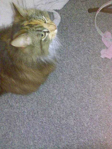 Norsk Skovkat Roxy billede 4