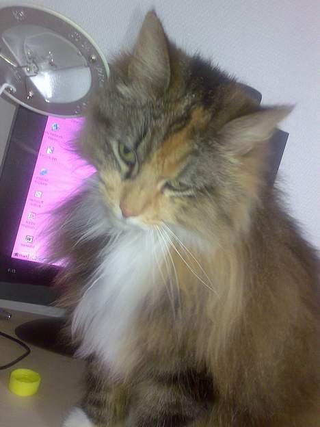 Norsk Skovkat Roxy billede 5